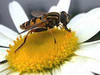 Gemeine Sumpfschwebfliege 05